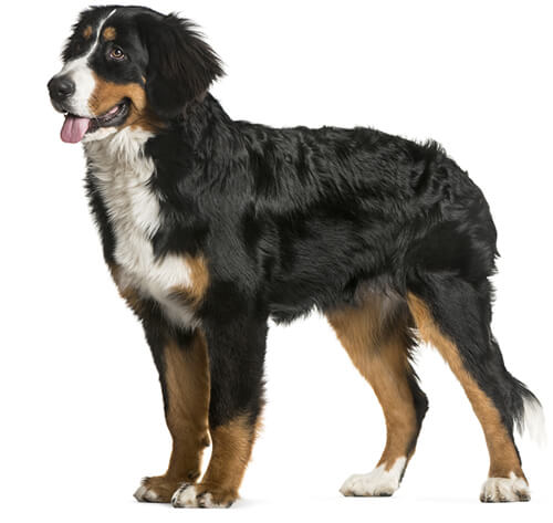 Bernese mountain 2024 dog long haired